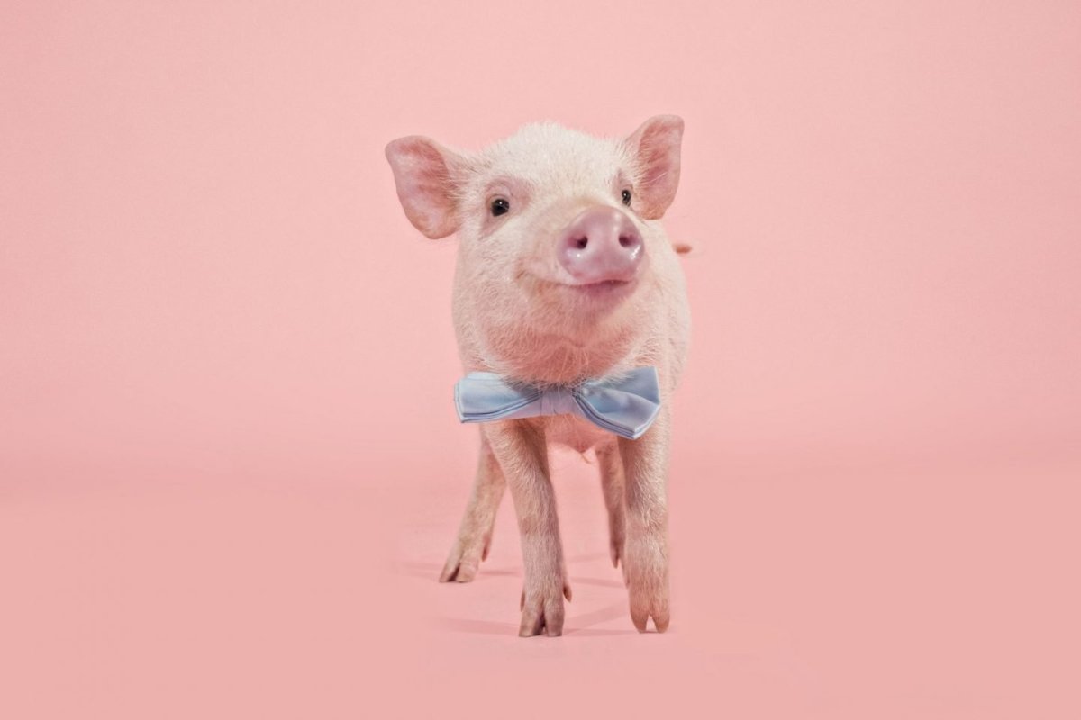 Смешные свиньи