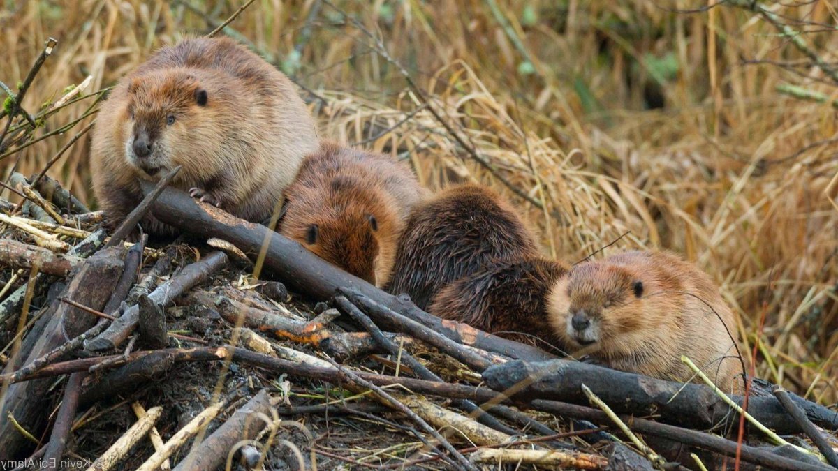 Семья Бобр бобриха бобрята