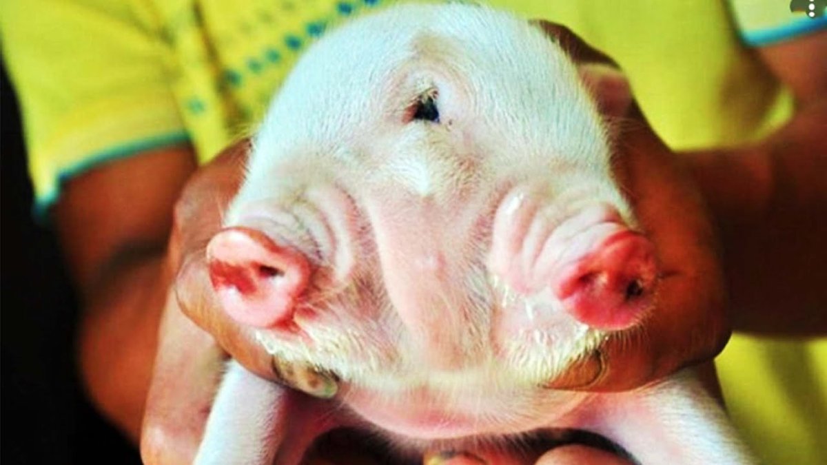 Поросенок с сигаретой