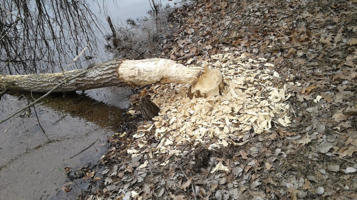 Бобры повалили деревья