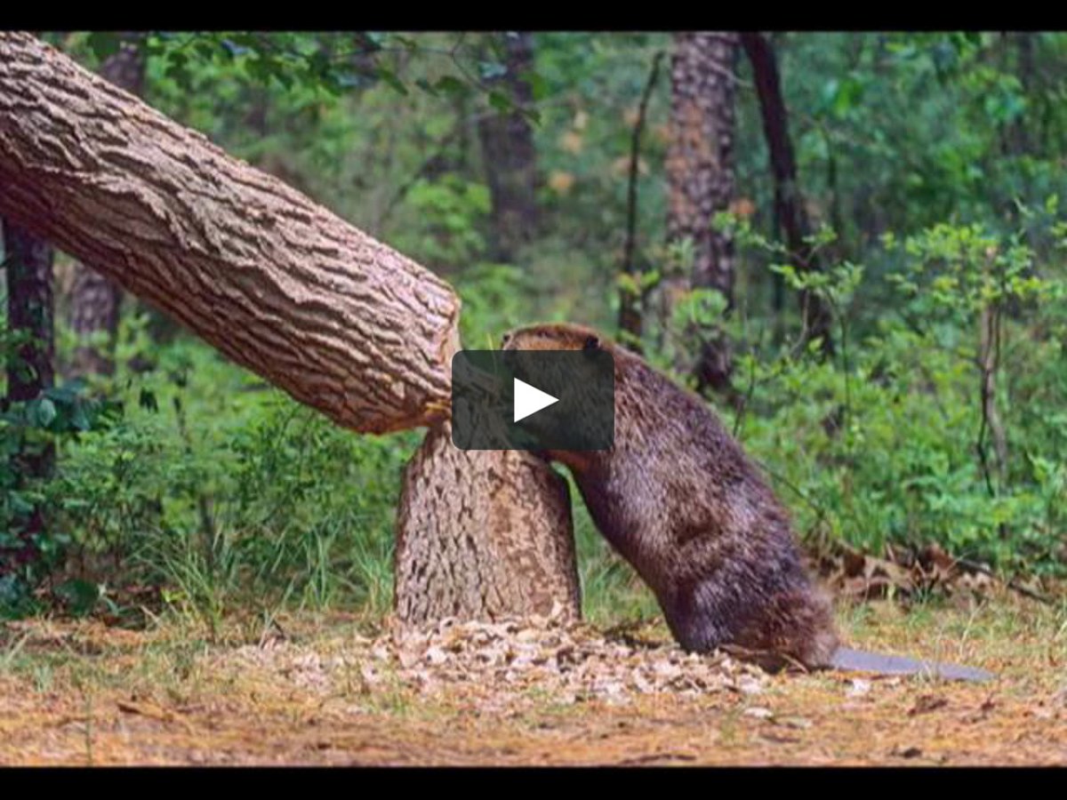 Дерево обгрызенное бобром