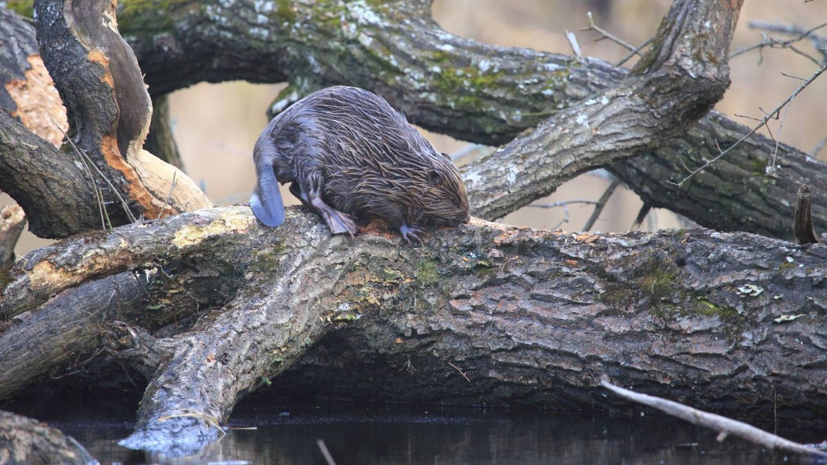 Человек ест кору деревьев