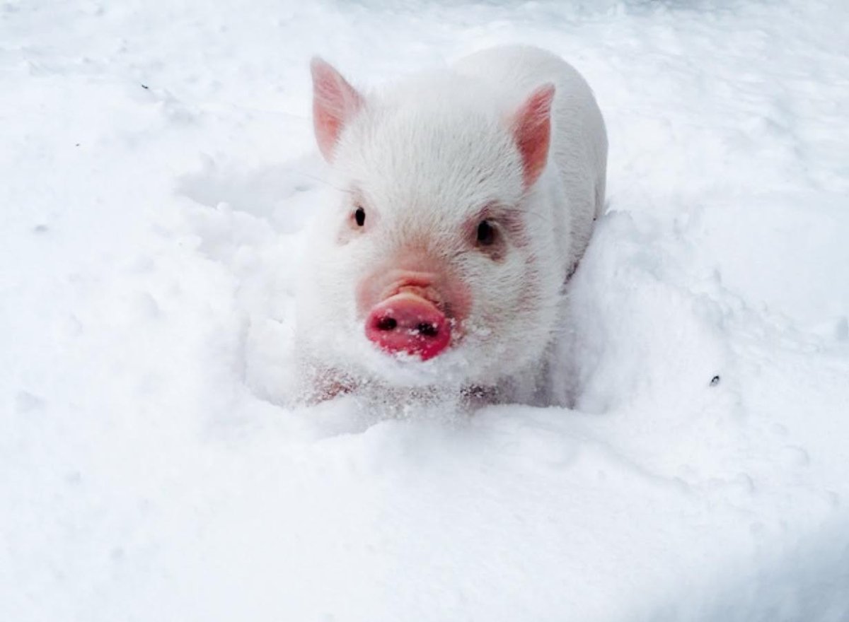 Смешные поросята