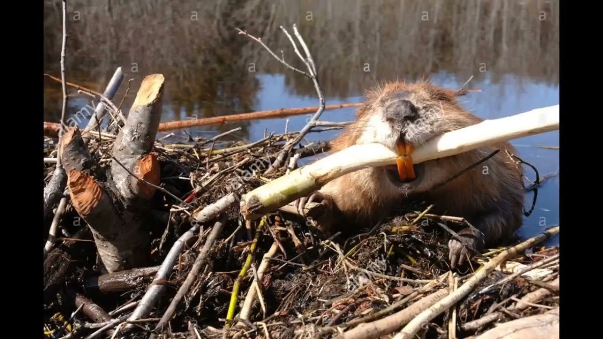 Grooming beaver бобёр