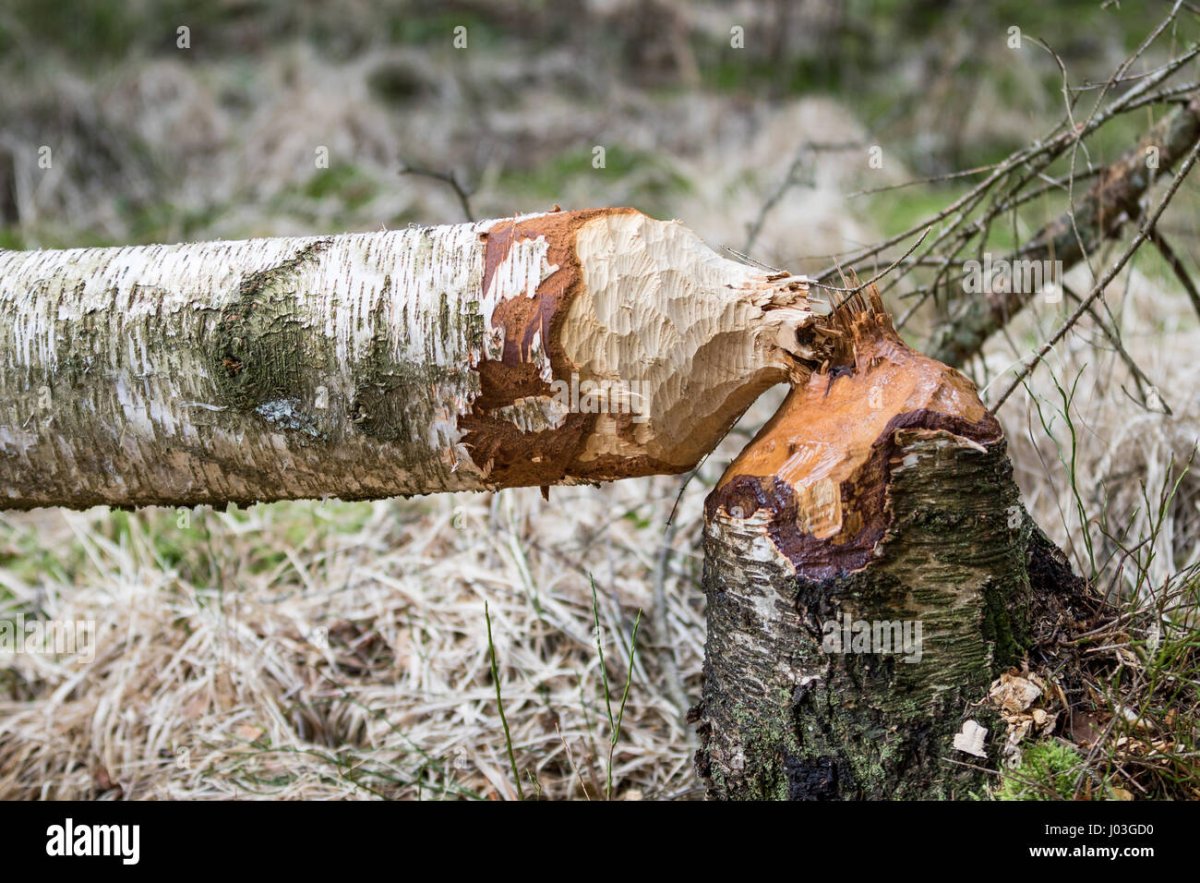 Дерево сваленное бобром