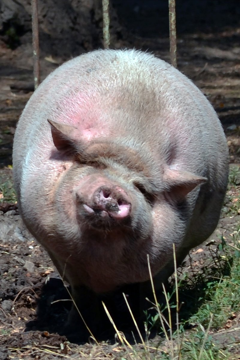 Смешные свиньи