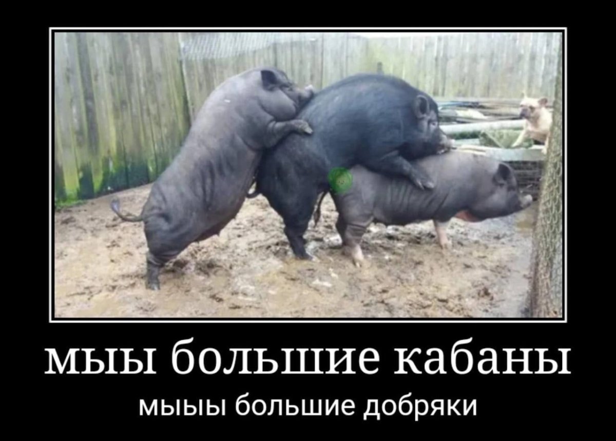 Морда свиньи