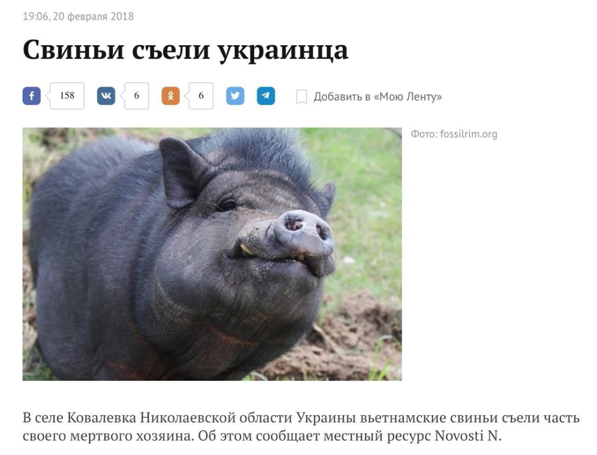 Свинья картинка