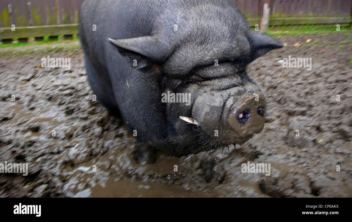 Против свиней