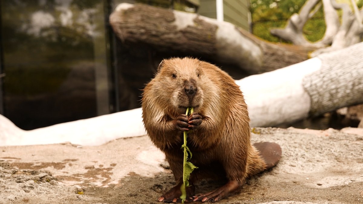 Дерево обгрызенное бобром