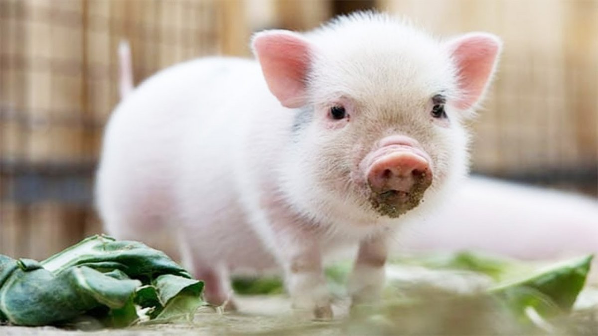 Кабан боров хряк свинья