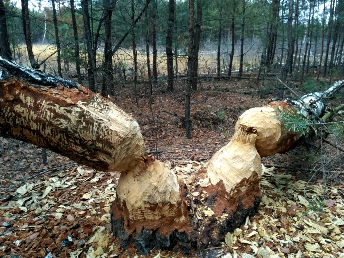Деревья погрызенные бобрами