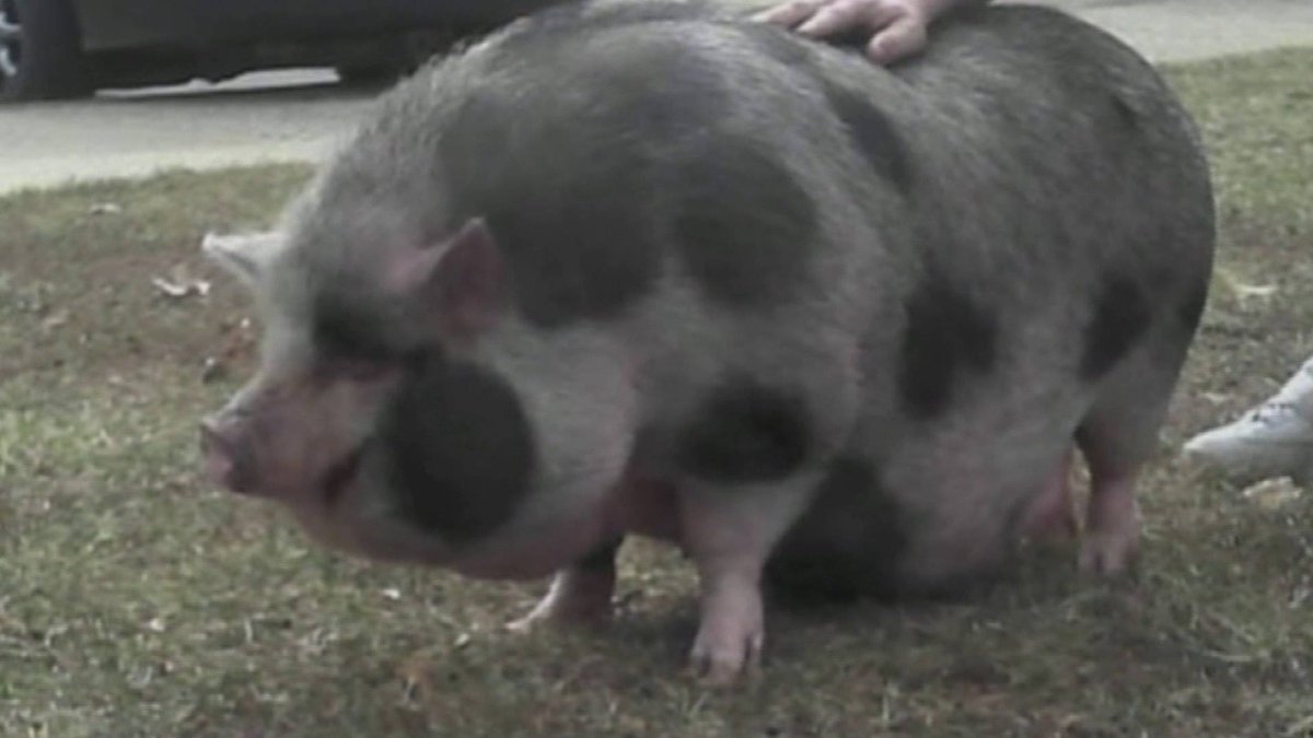 Поросенок обои