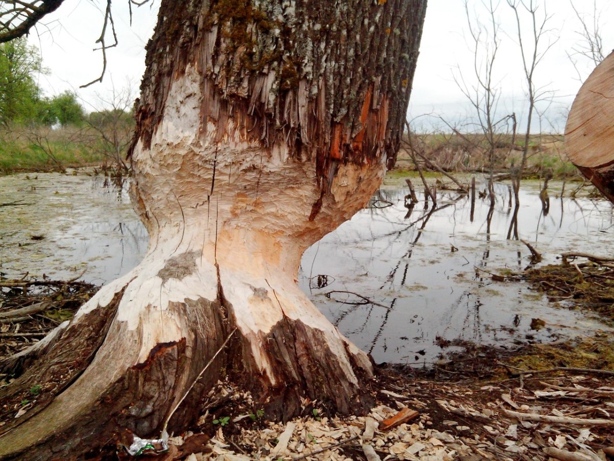 Запруда Бобров