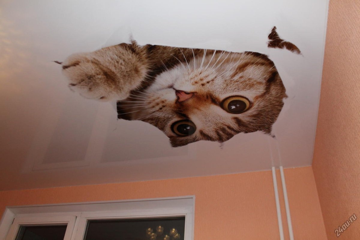 Коты и натяжные потолки