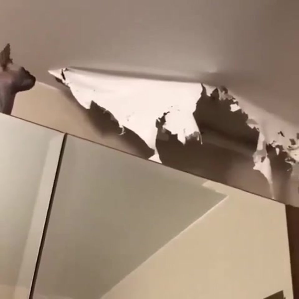 Полки для кошек на стену