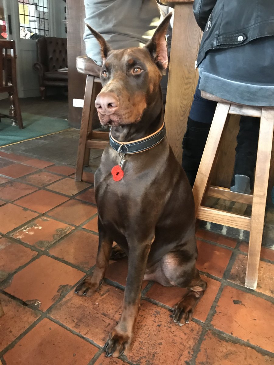 Доберман и Стаффорд