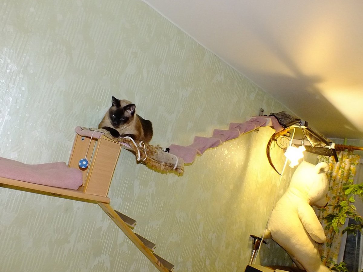 Кошка в натяжном потолке