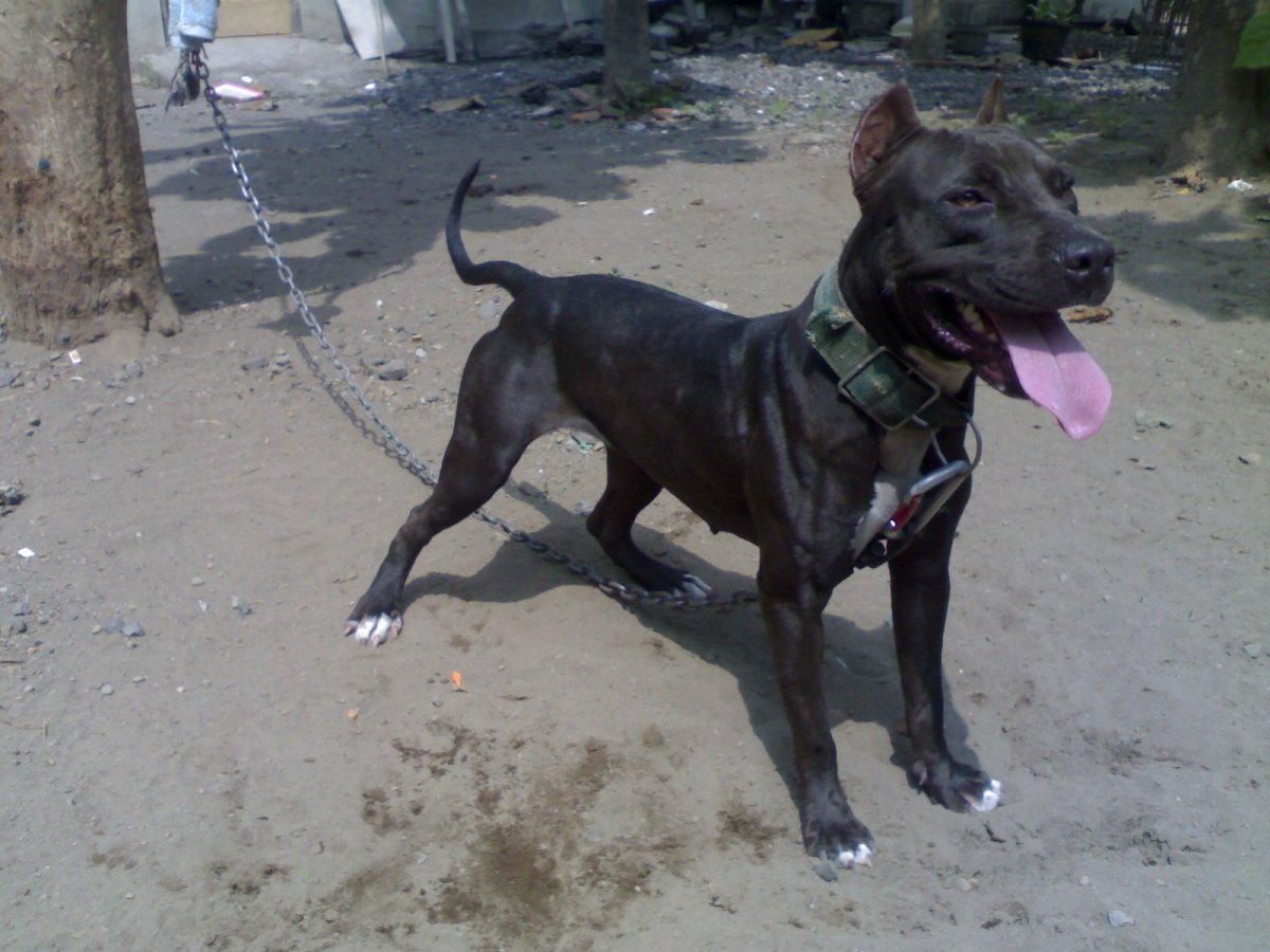 Донецкий питбуль