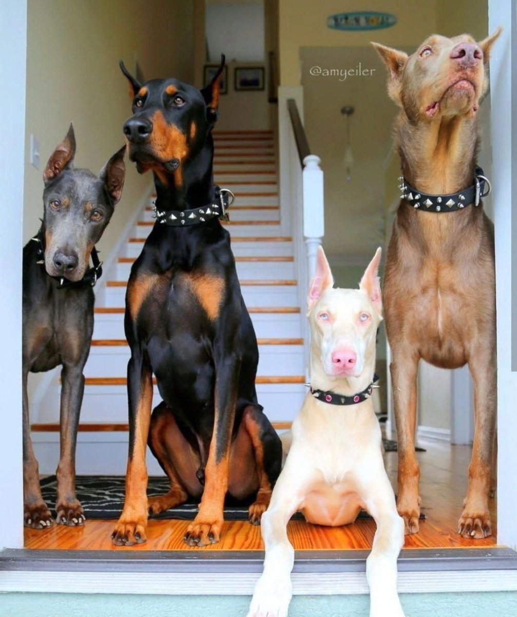 Бультерьер и Доберман