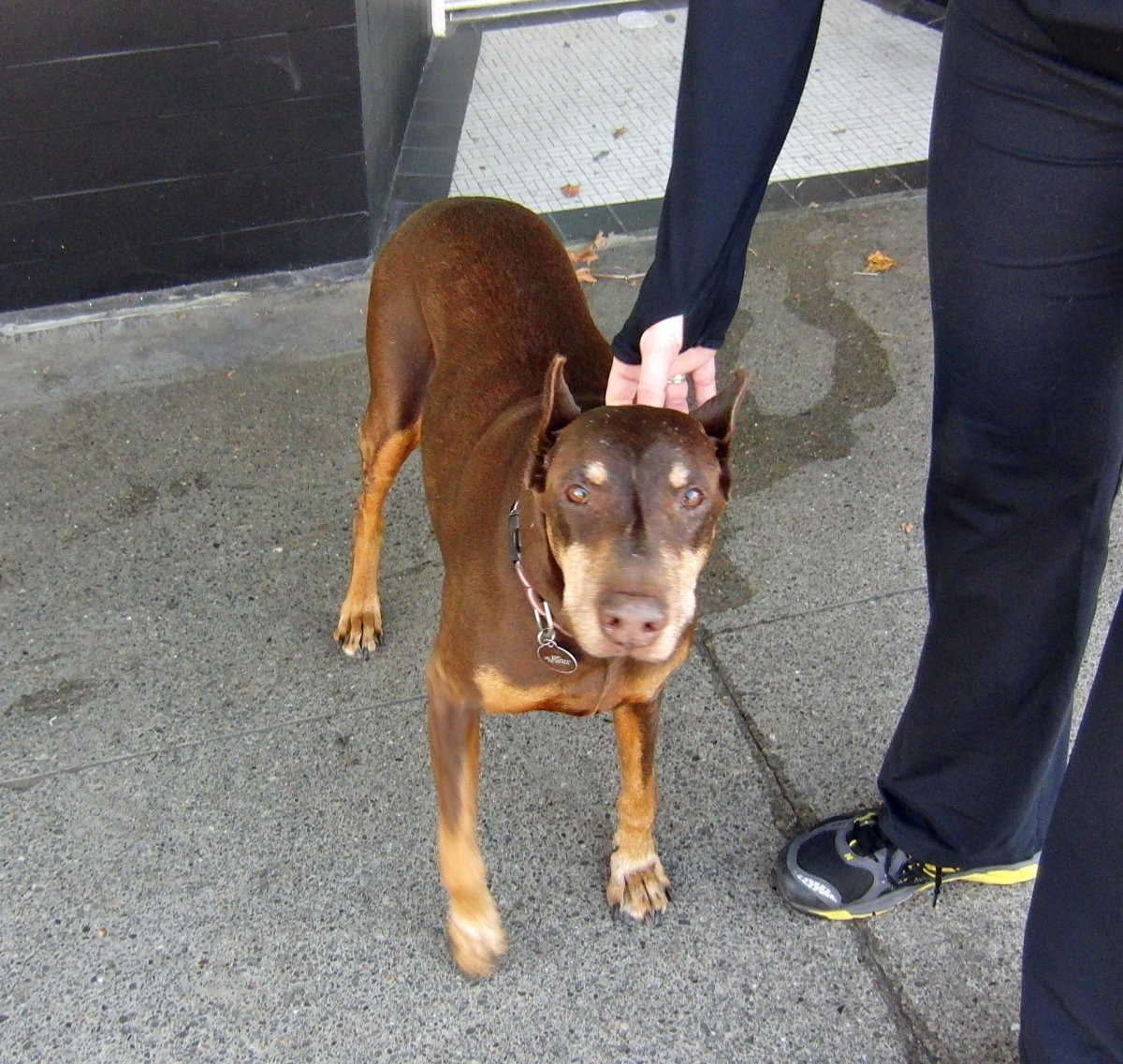 Метис добермана и питбуля