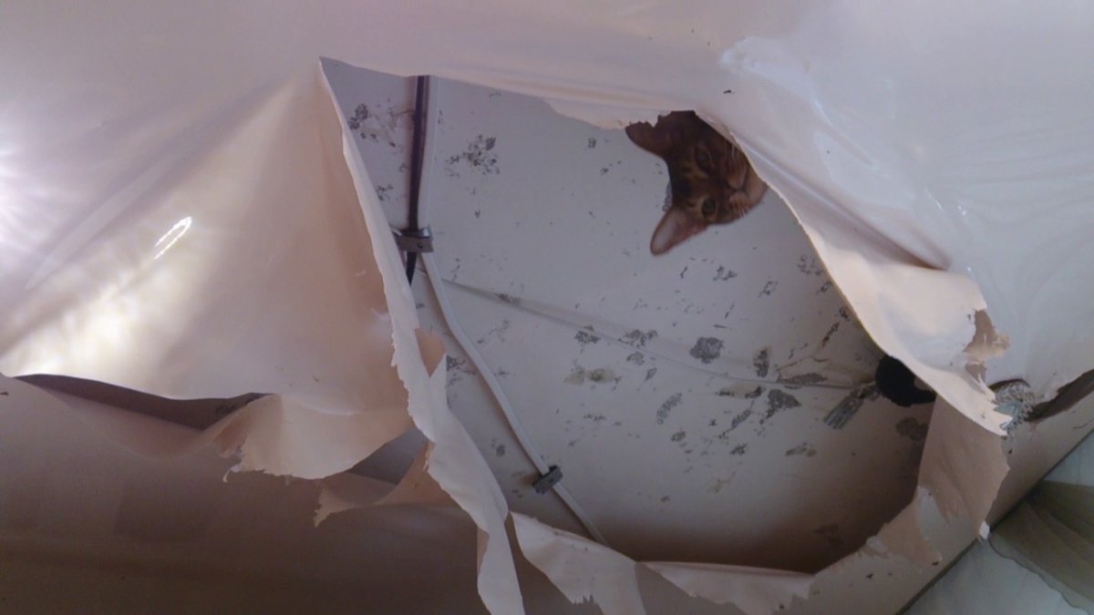 Потолки кот прикол