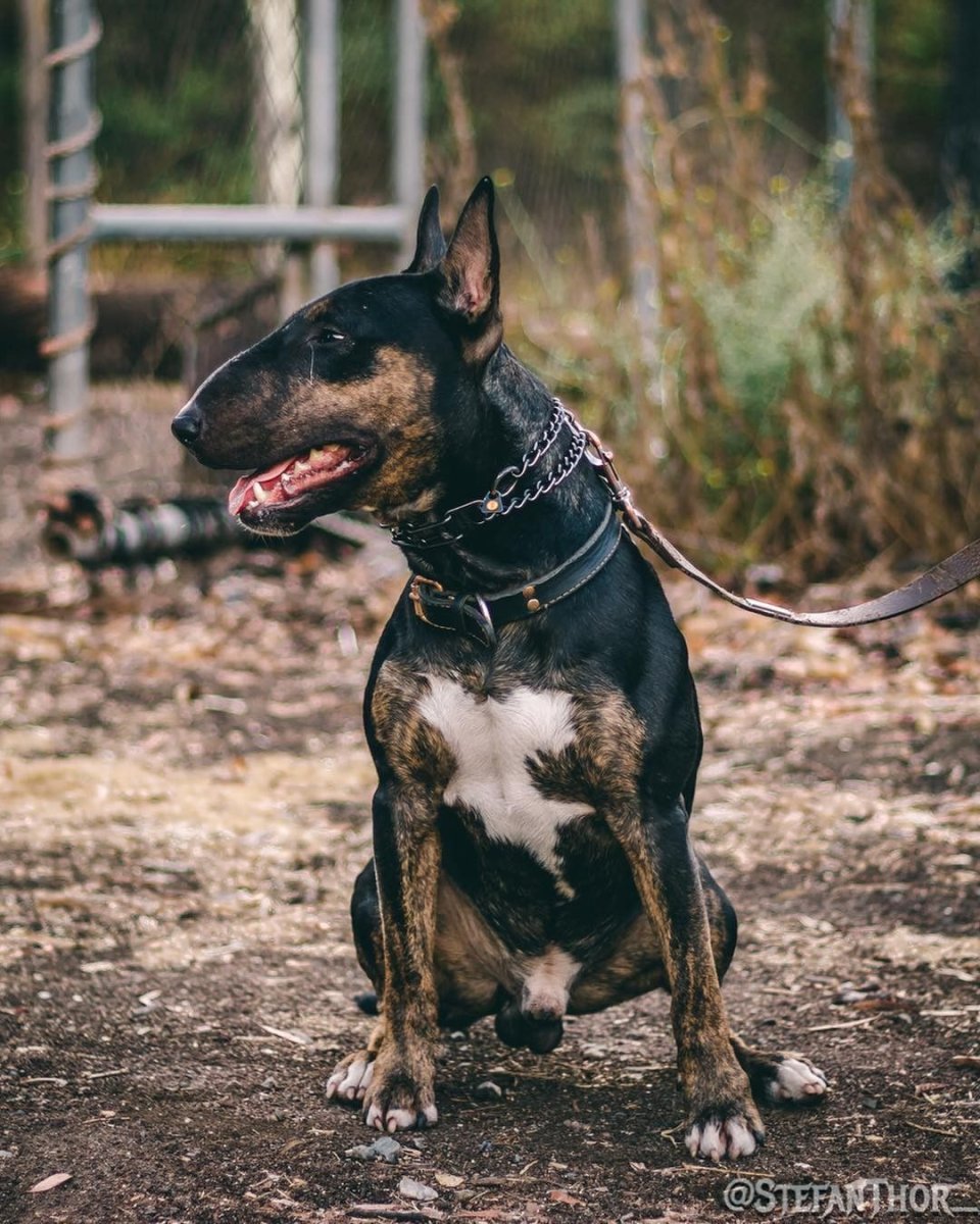 Доберман и чихуахуа