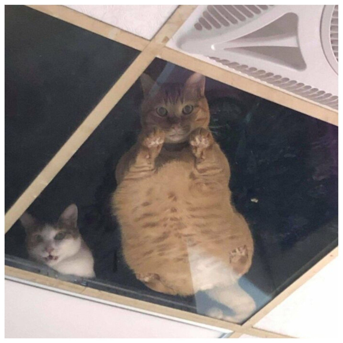 Кот под натяжным потолком