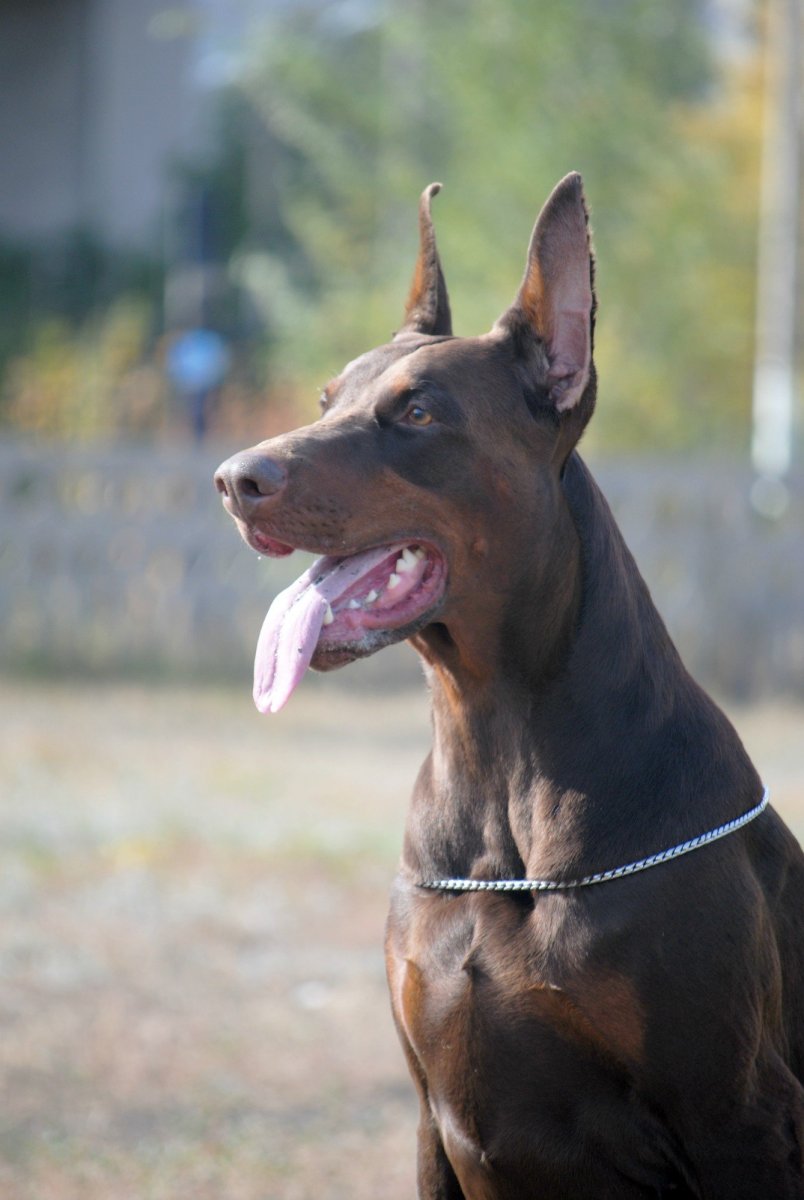 Доберман и Стаффорд