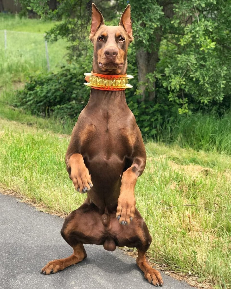 Бультерьер и Доберман