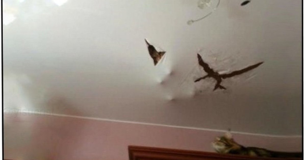 Коты вверх ногами