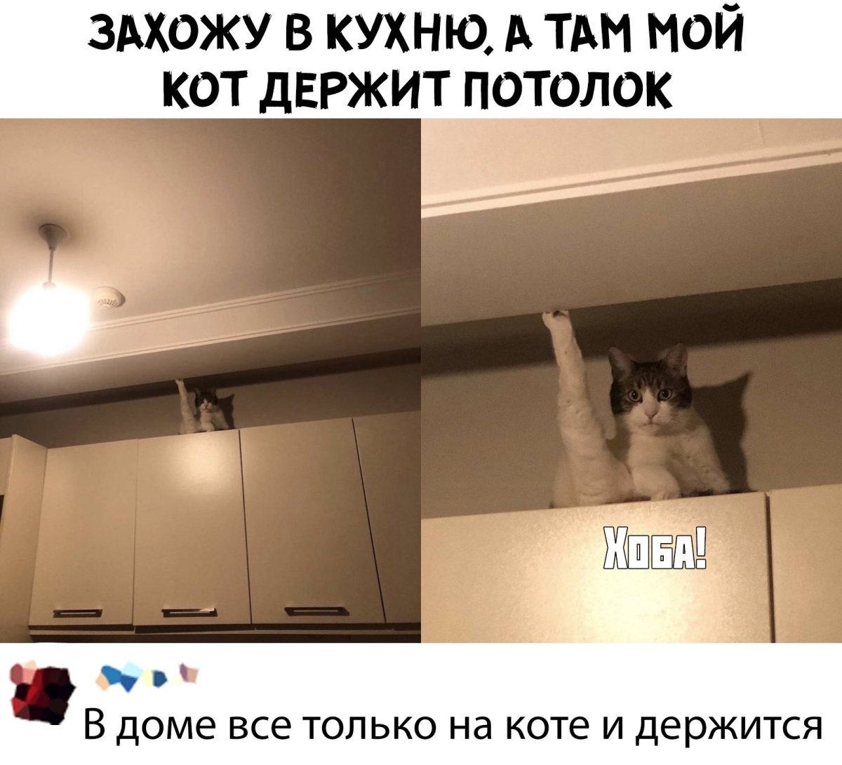 Полки для котов