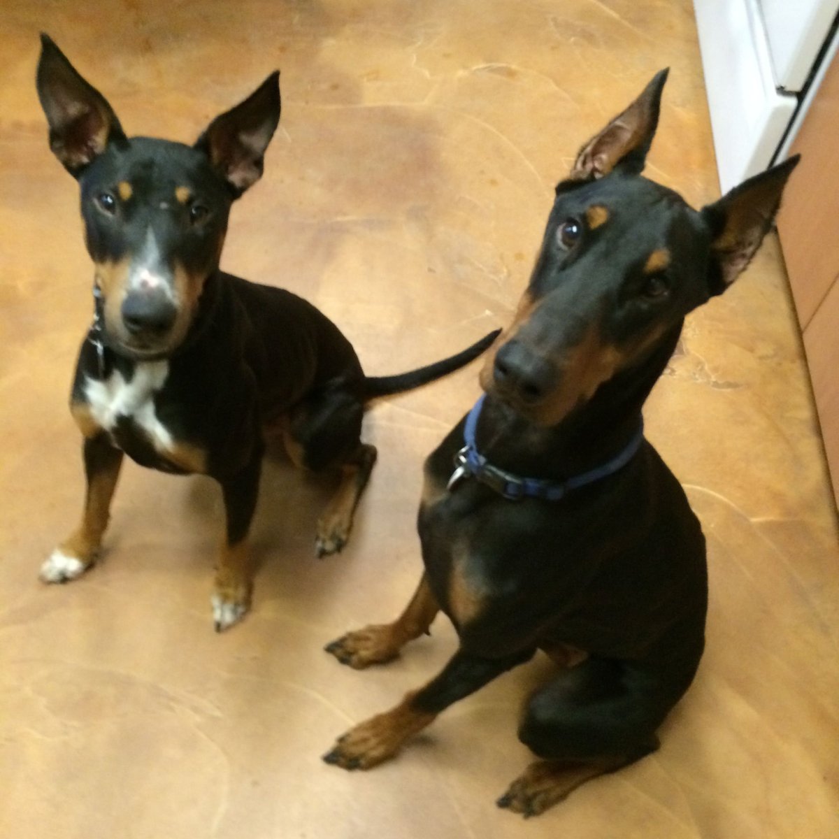 Бультерьер и Доберман