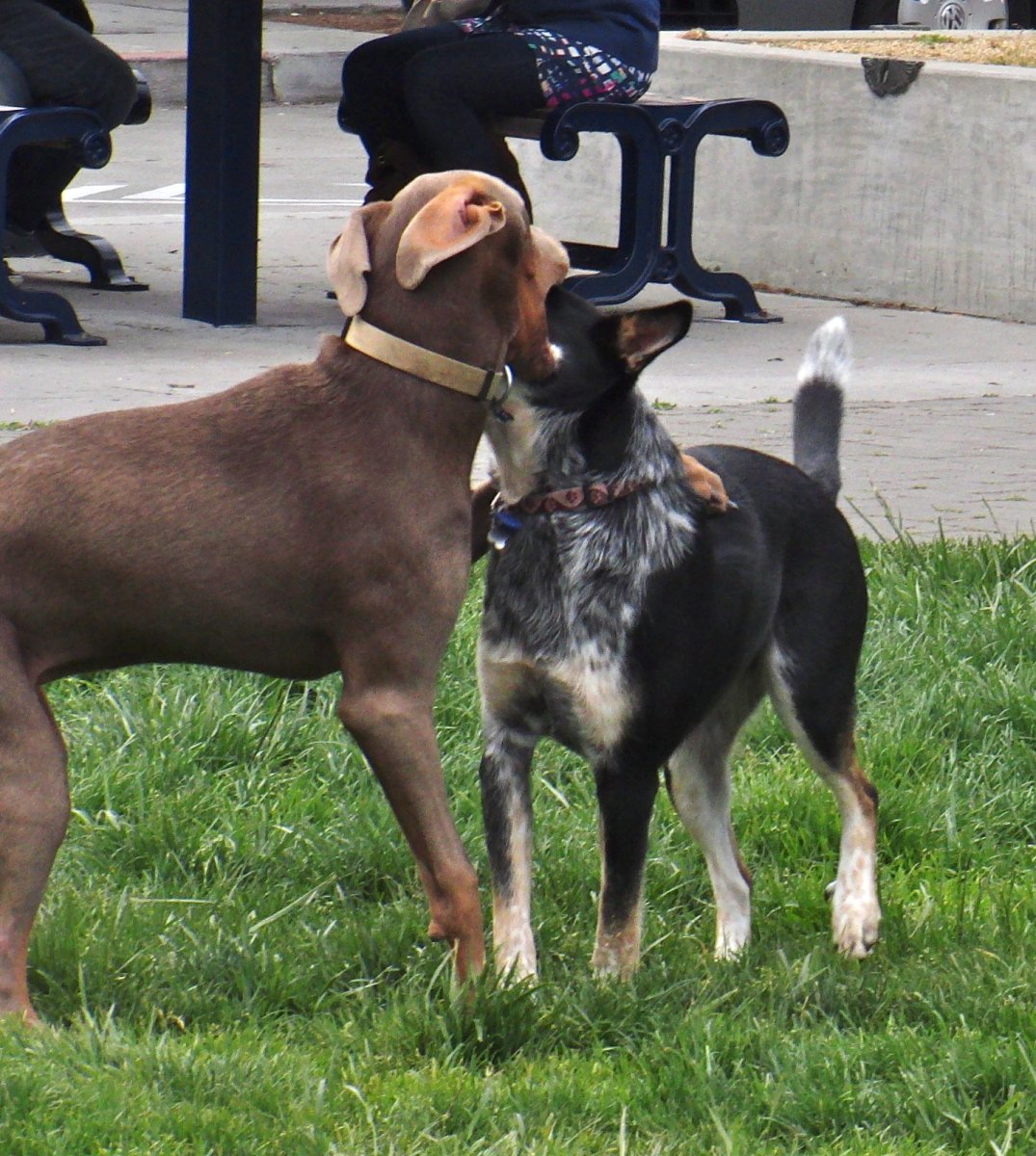 Эстетика черного добермана злого