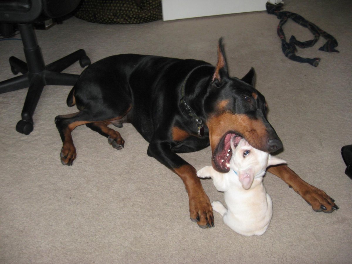 Метис хаски и добермана