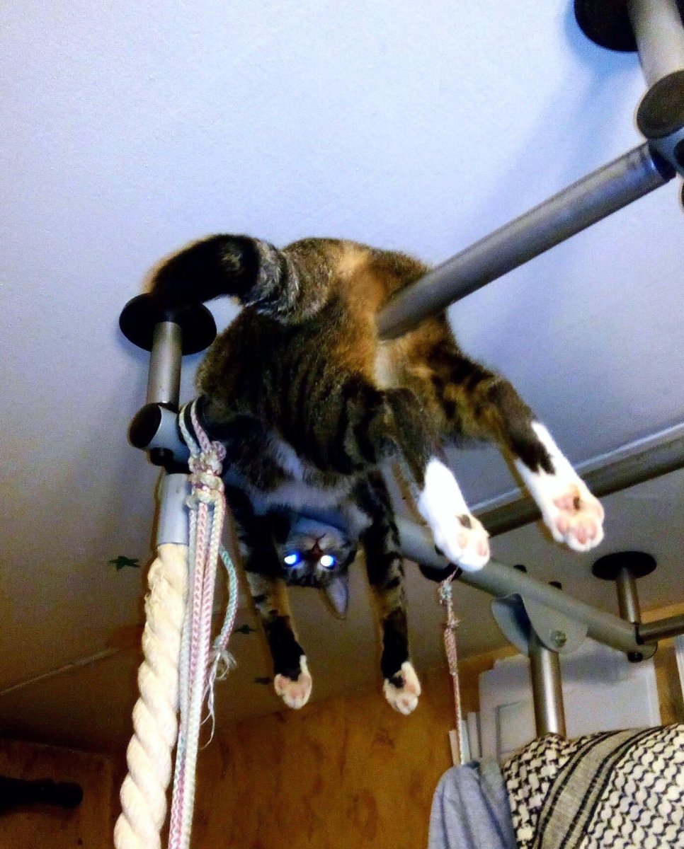 Коты и натяжные потолки