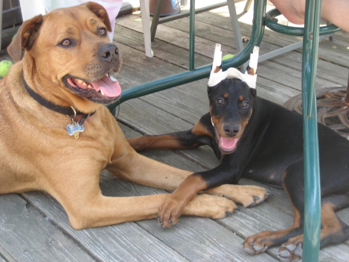 Помесь добермана и питбуля