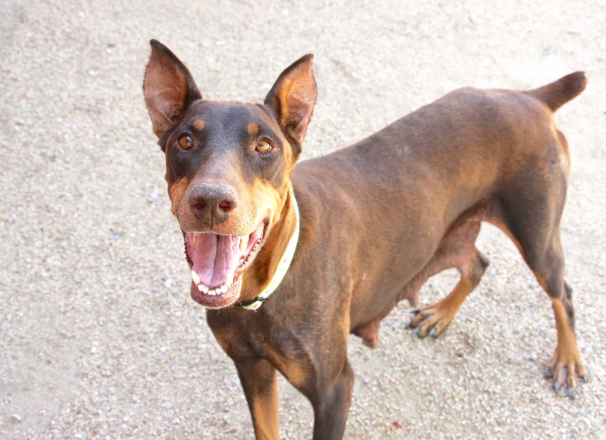 Синдром голубого добермана