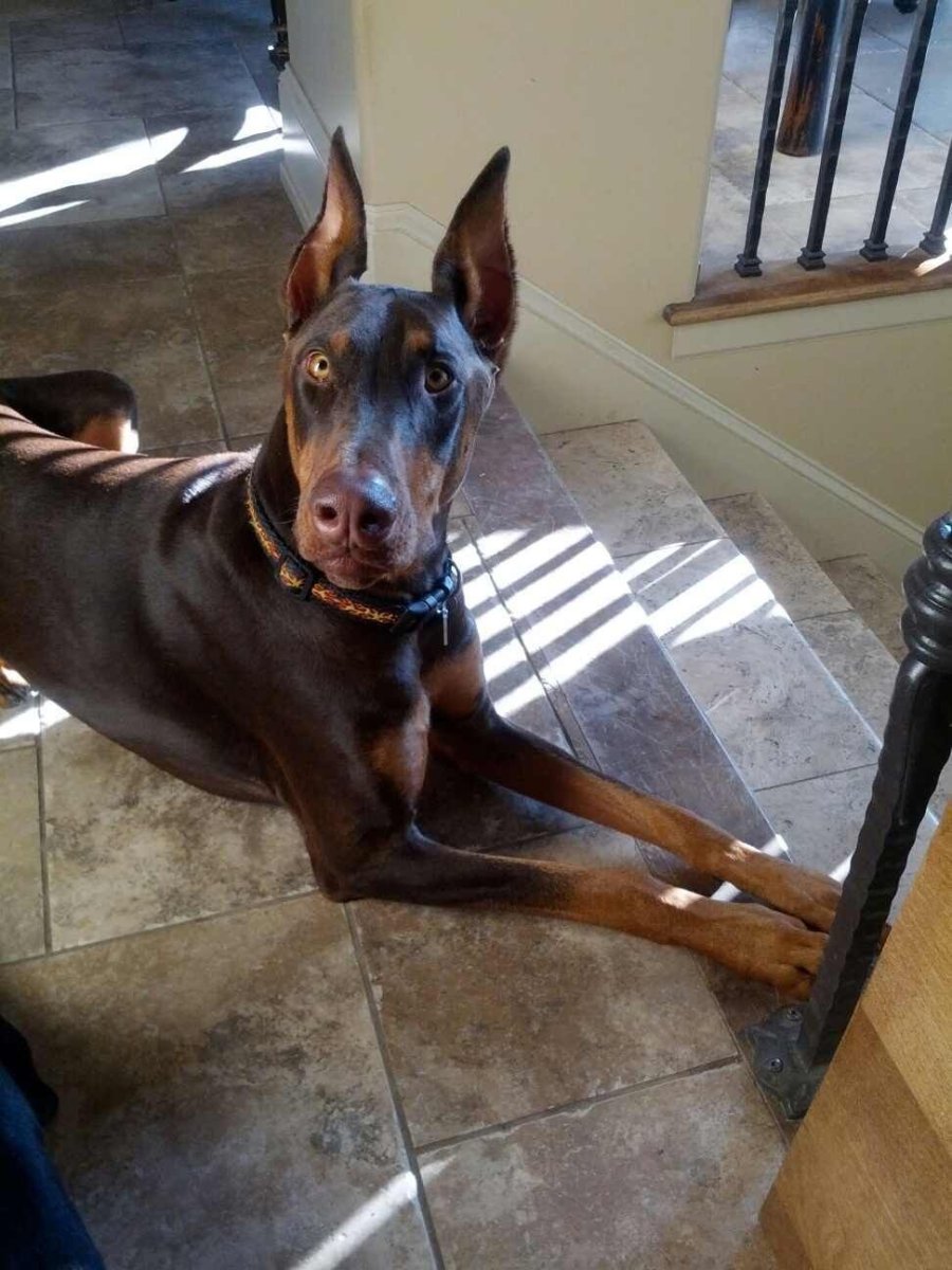 Мой Доберман