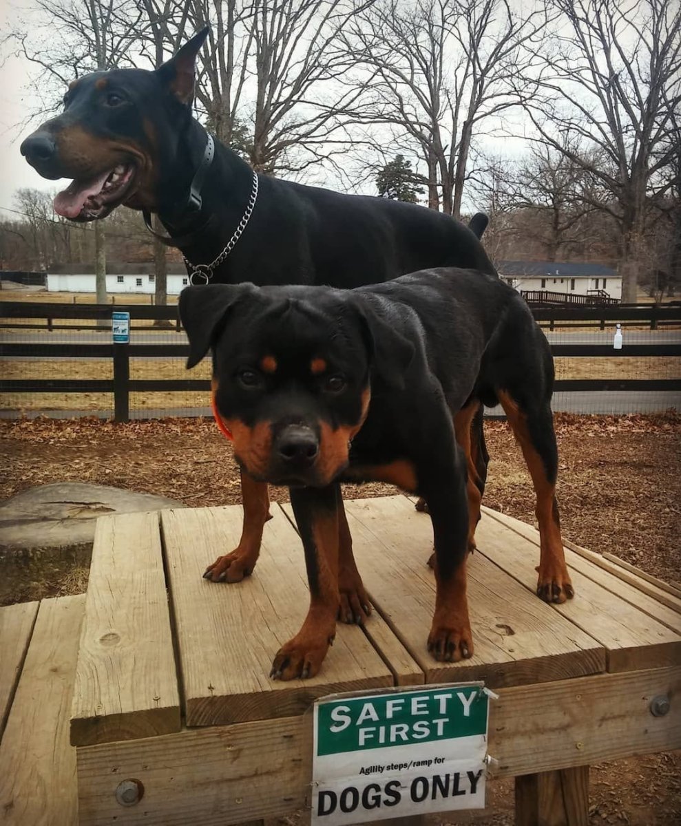 Метис добермана и пинчера