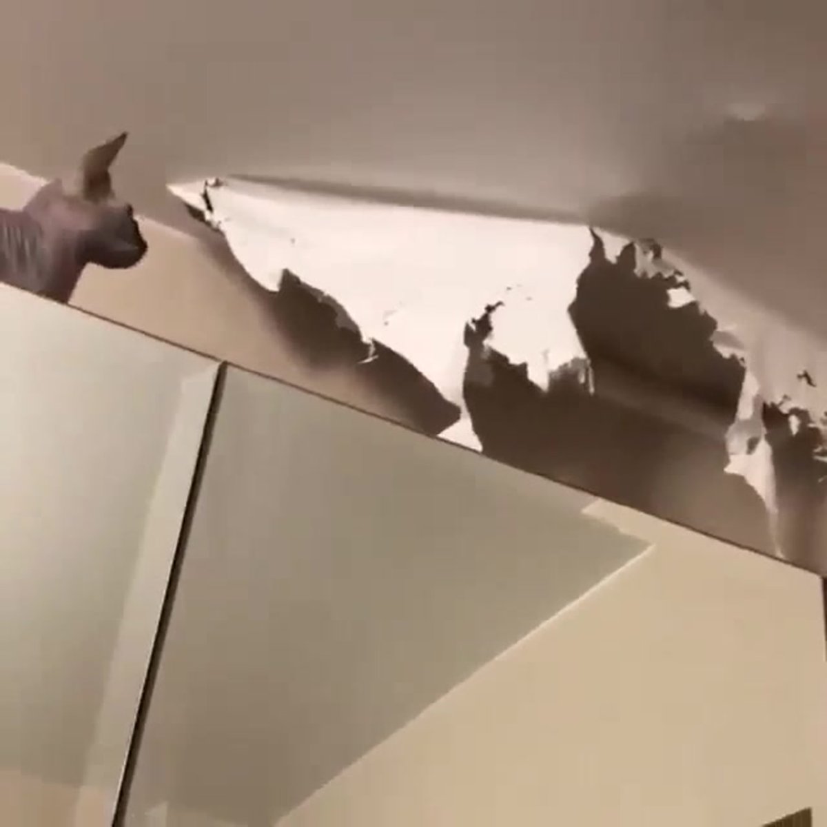 Кошка в натяжном потолке