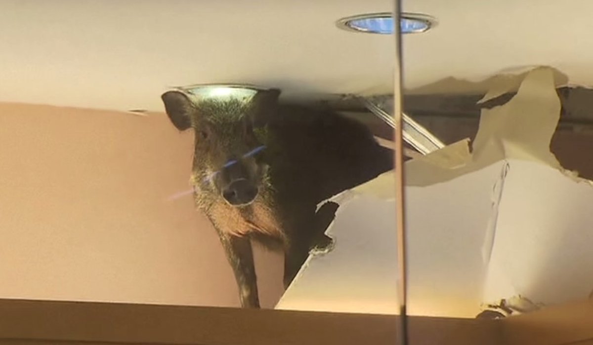 Коты и натяжные потолки