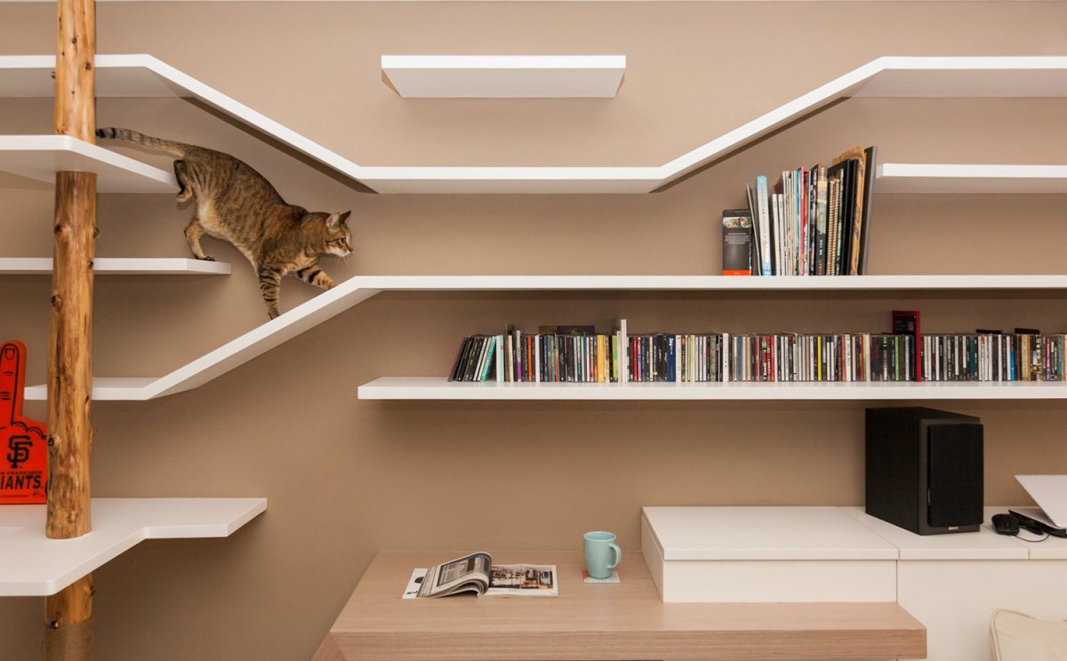 Кот выглядывает на белом фоне