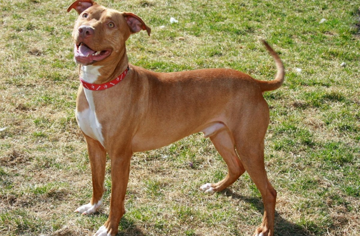 Американский питбультерьер некупированный