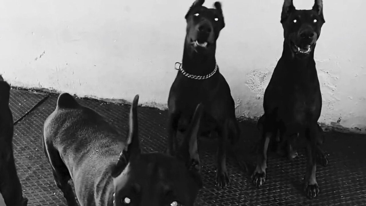 Стаффордширский терьер и такса помесь