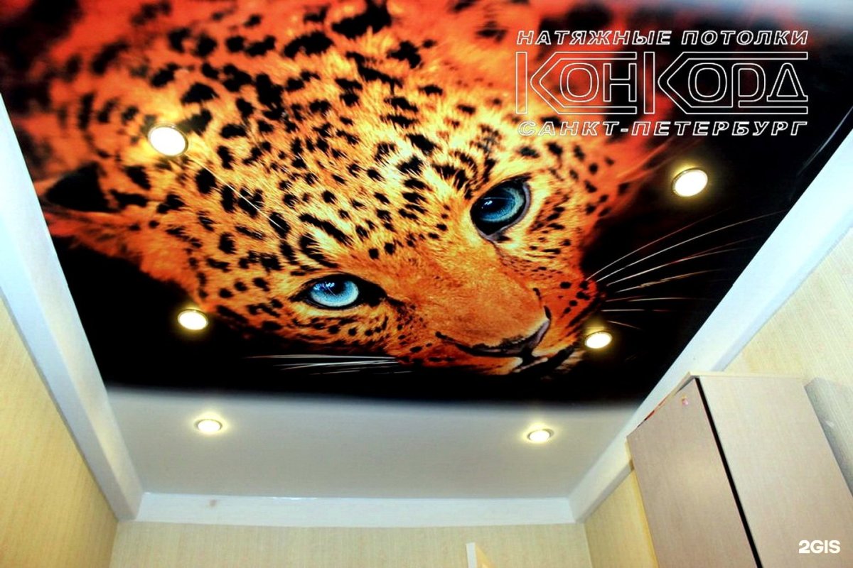 Кот на потолке