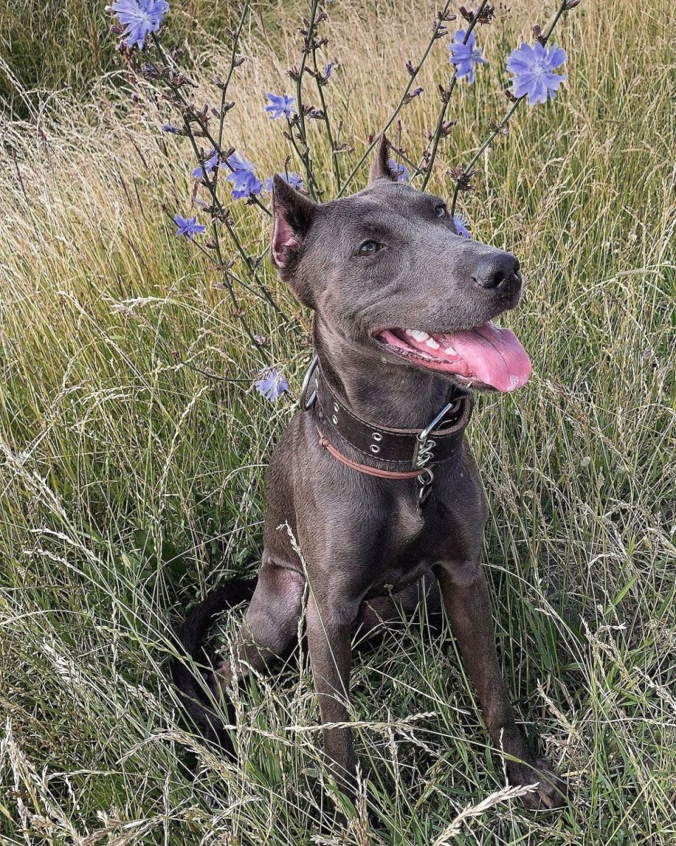 Тайский риджбек и Доберман