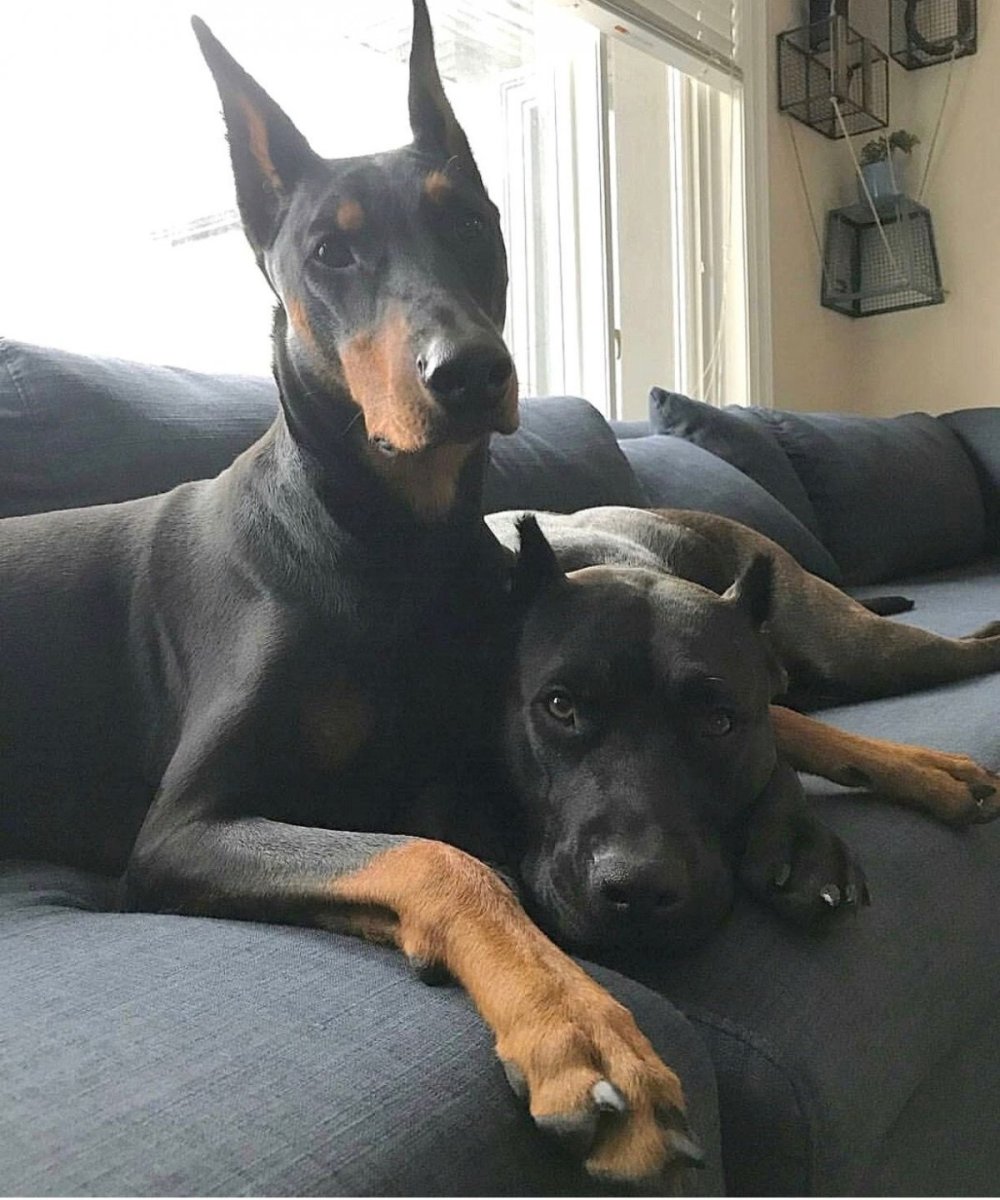 Доберман и Стаффорд