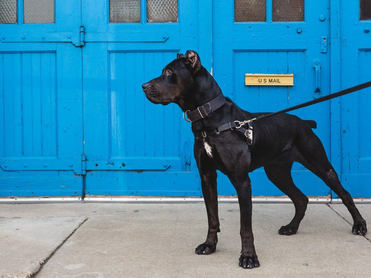 Канис пантер Донован пинчер