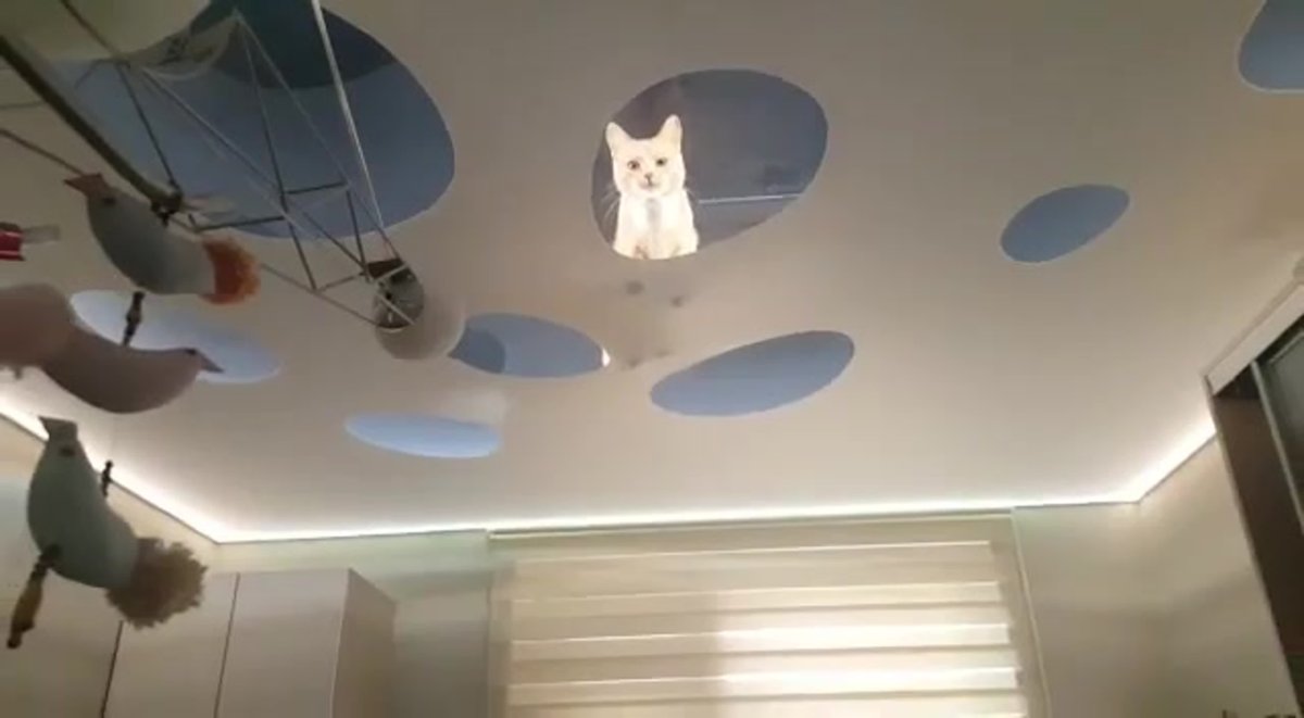 Коты и натяжные потолки